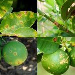 มะนาว รูปที่ 1