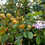 มะนาว รูปที่ 4