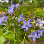 มะนาว รูปที่ 2