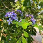 มะนาว รูปที่ 3