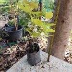 ต้นทองนพเก้าแท้ ความสูง 30-40 ซม. แถมฟรี 1 ต้น รูปที่ 4