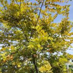 ต้นทองนพเก้าแท้ ความสูง 30-40 ซม. แถมฟรี 1 ต้น รูปที่ 9