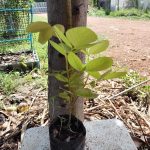 ต้นทองนพเก้าแท้ ความสูง 30-40 ซม. แถมฟรี 1 ต้น รูปที่ 5