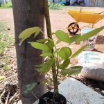 ต้นทองนพเก้าแท้ ความสูง 30-40 ซม. แถมฟรี 1 ต้น รูปที่ 2