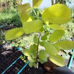 ต้นทองนพเก้าแท้ ความสูง 30-40 ซม. แถมฟรี 1 ต้น รูปที่ 3