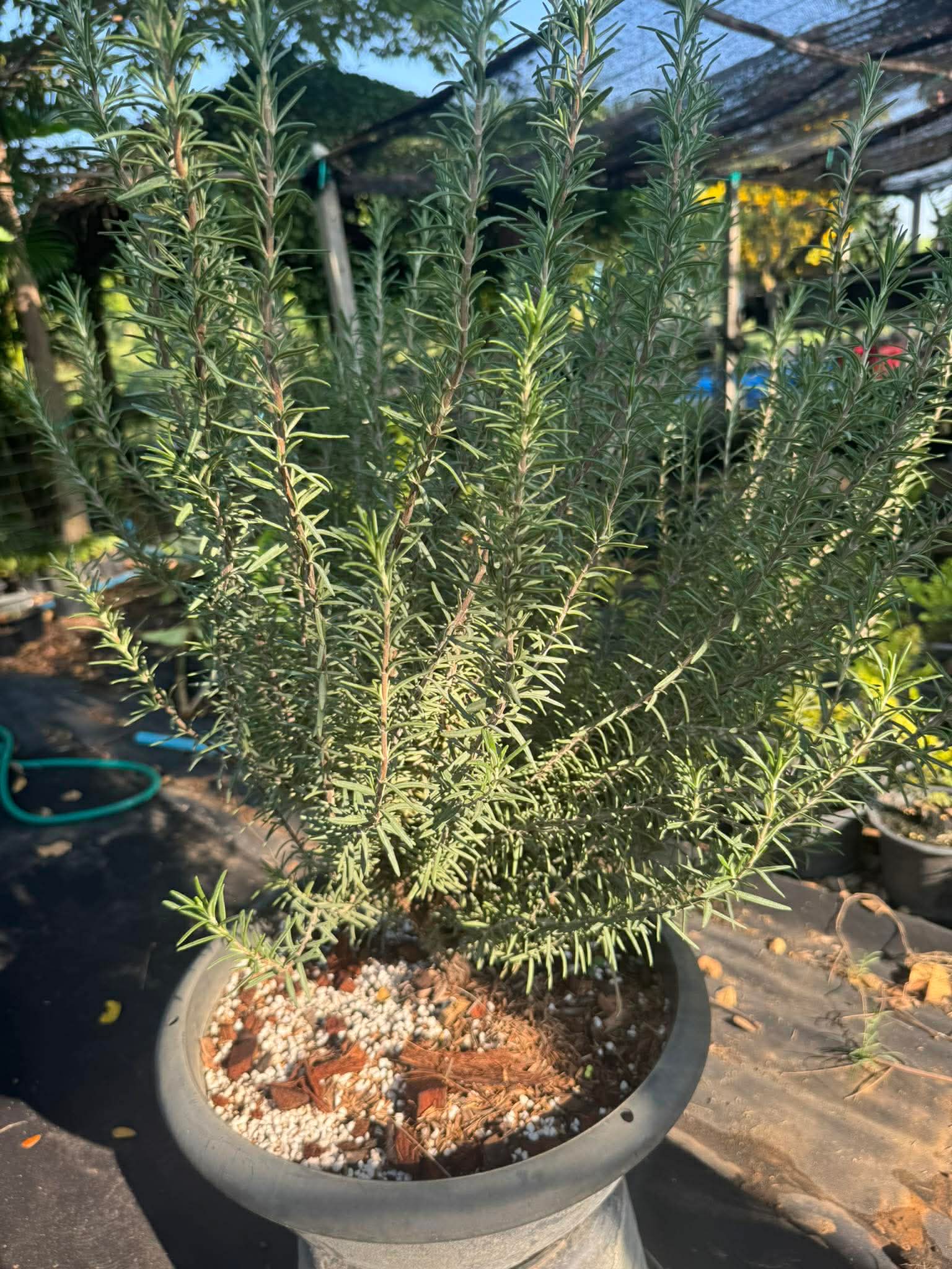 โรสแมรี่ (Rosemary)