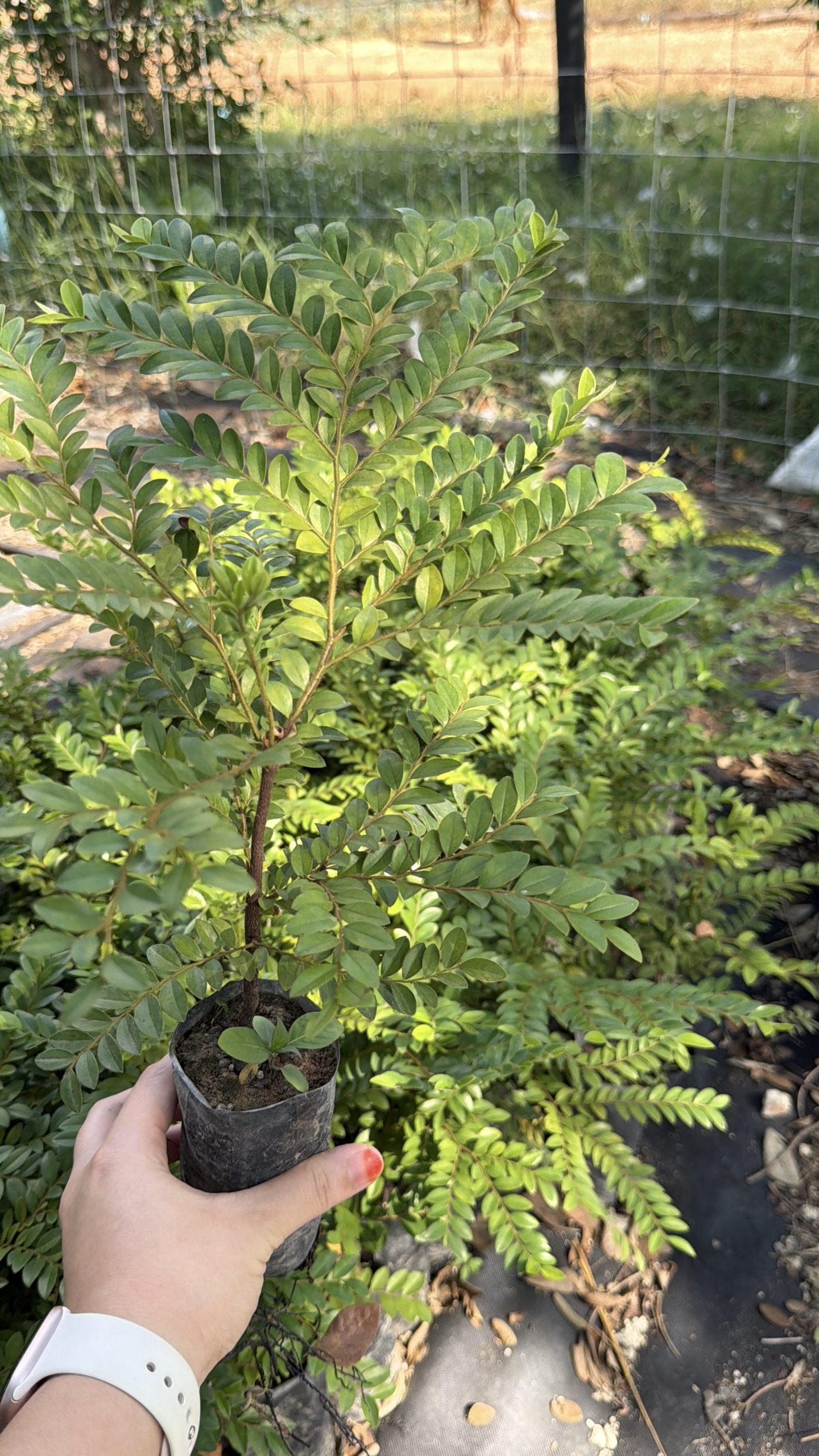 ต้นไม้ล่ำซำ