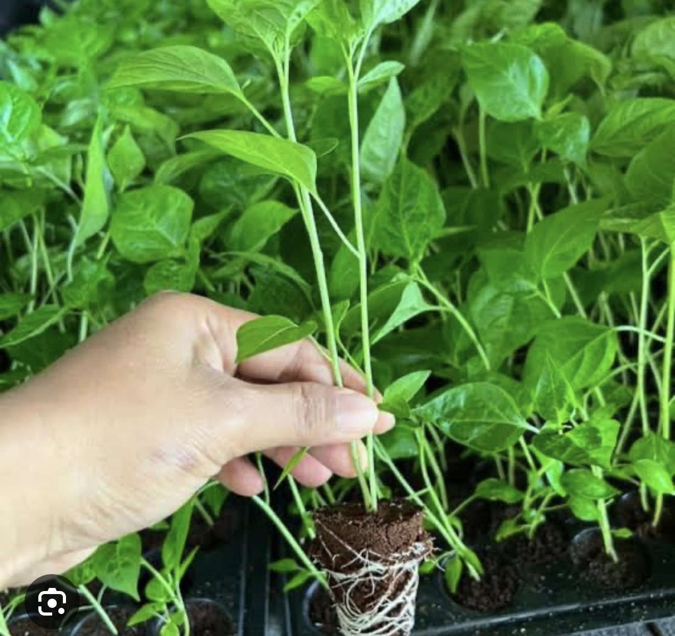 ต้นกล้าพริก