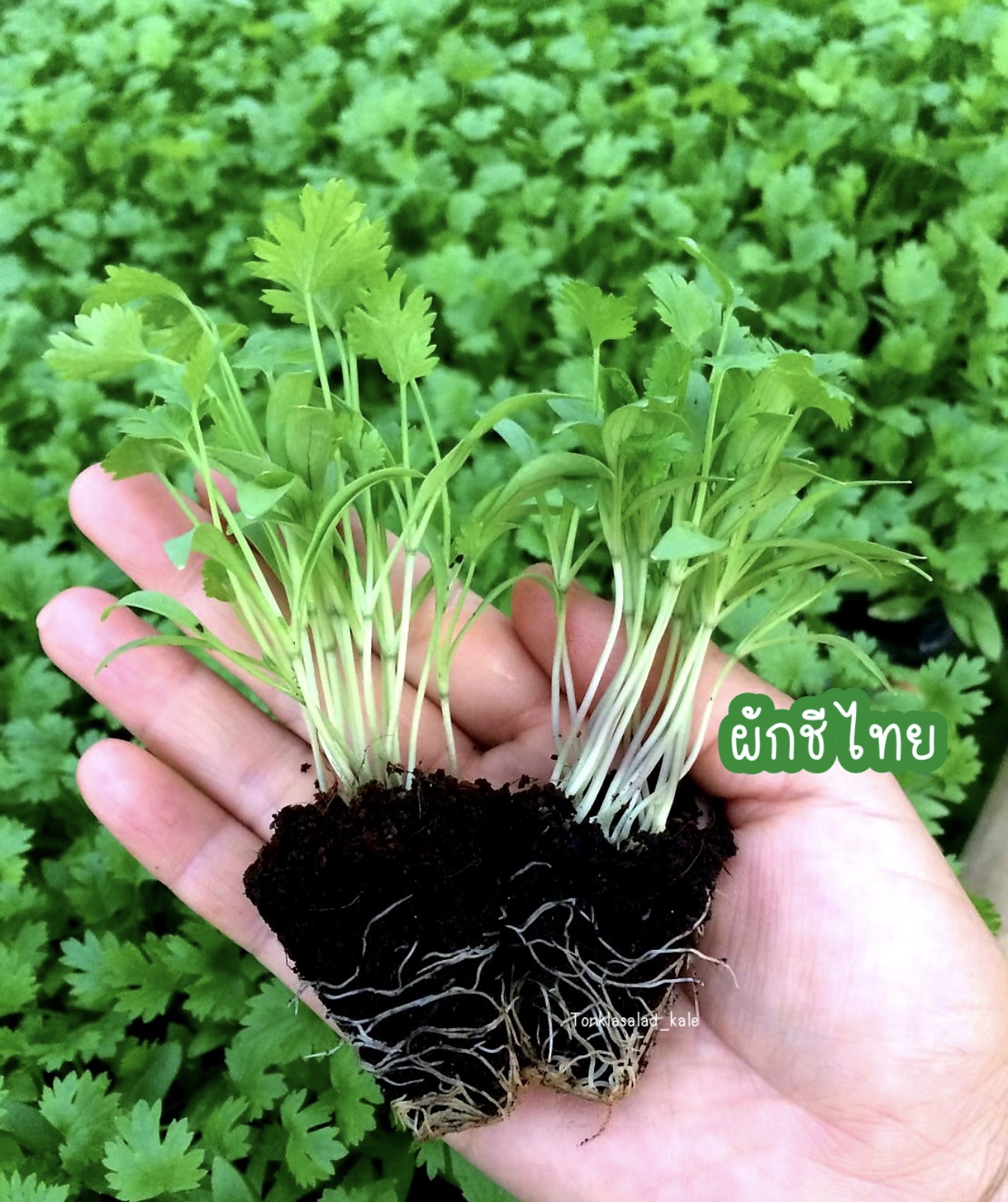 ต้นกล้าผักชี