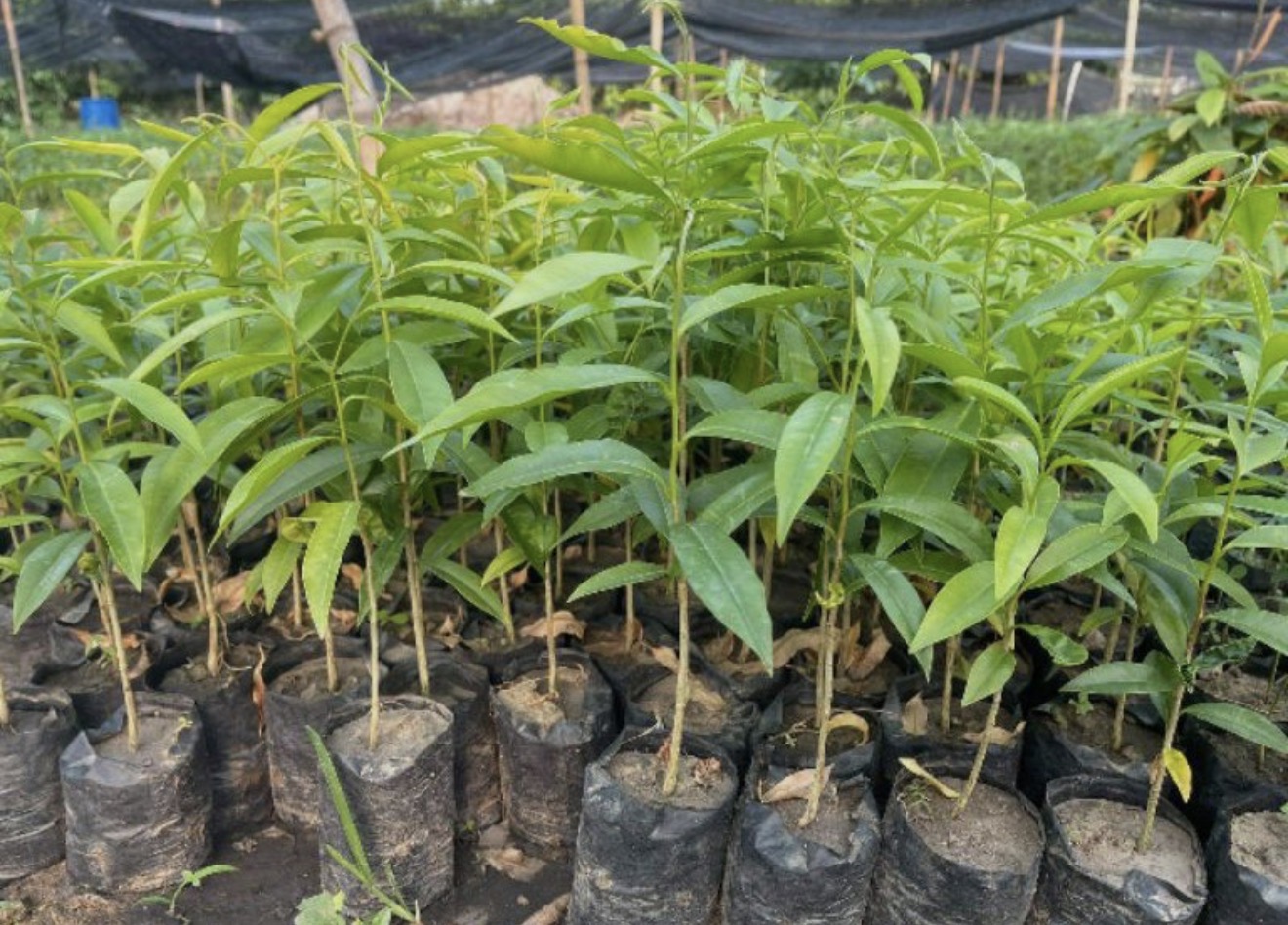 ​กฤษณา​ไม้หอม​