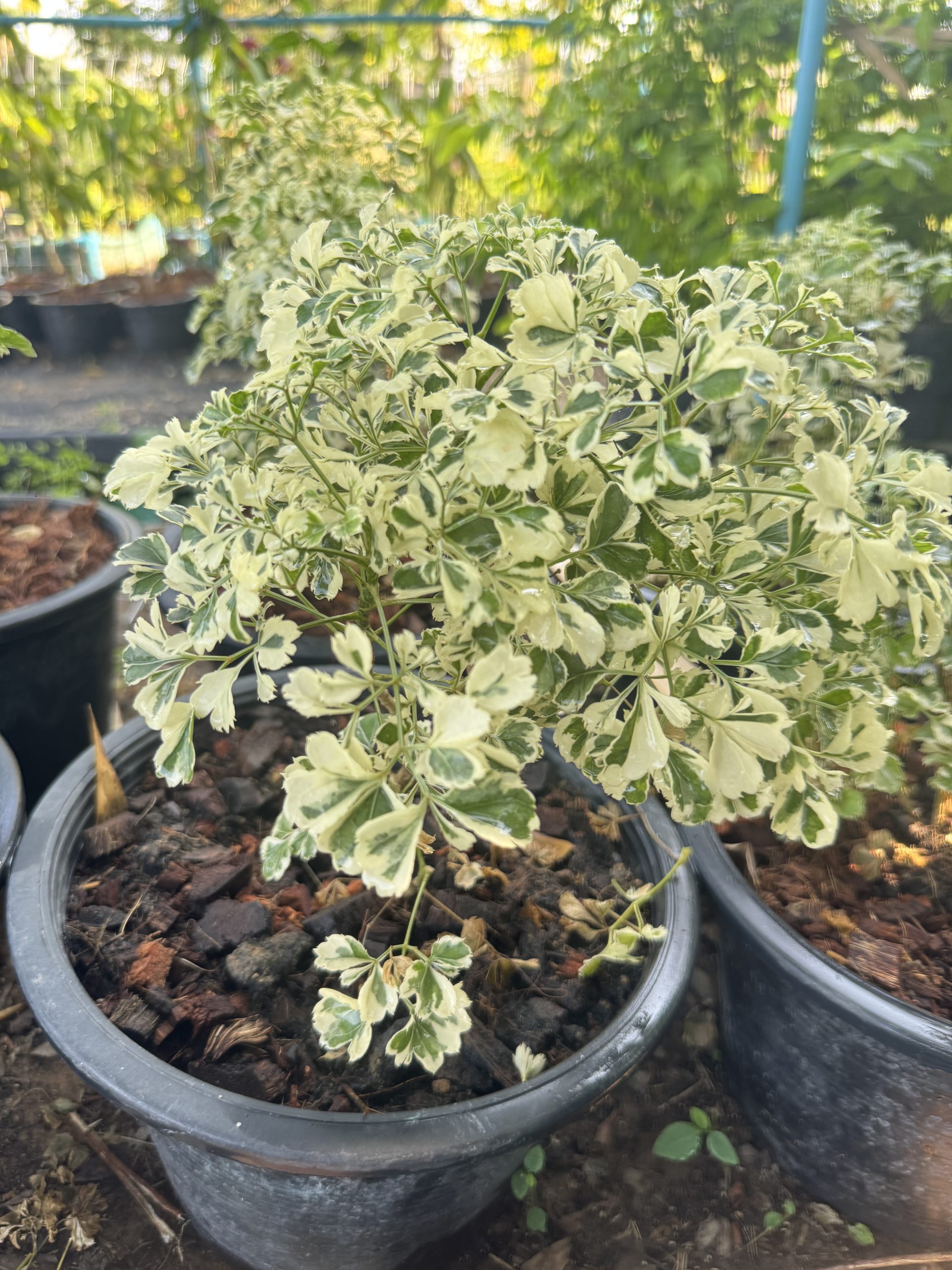 ต้นเล็บครุฑด่าง