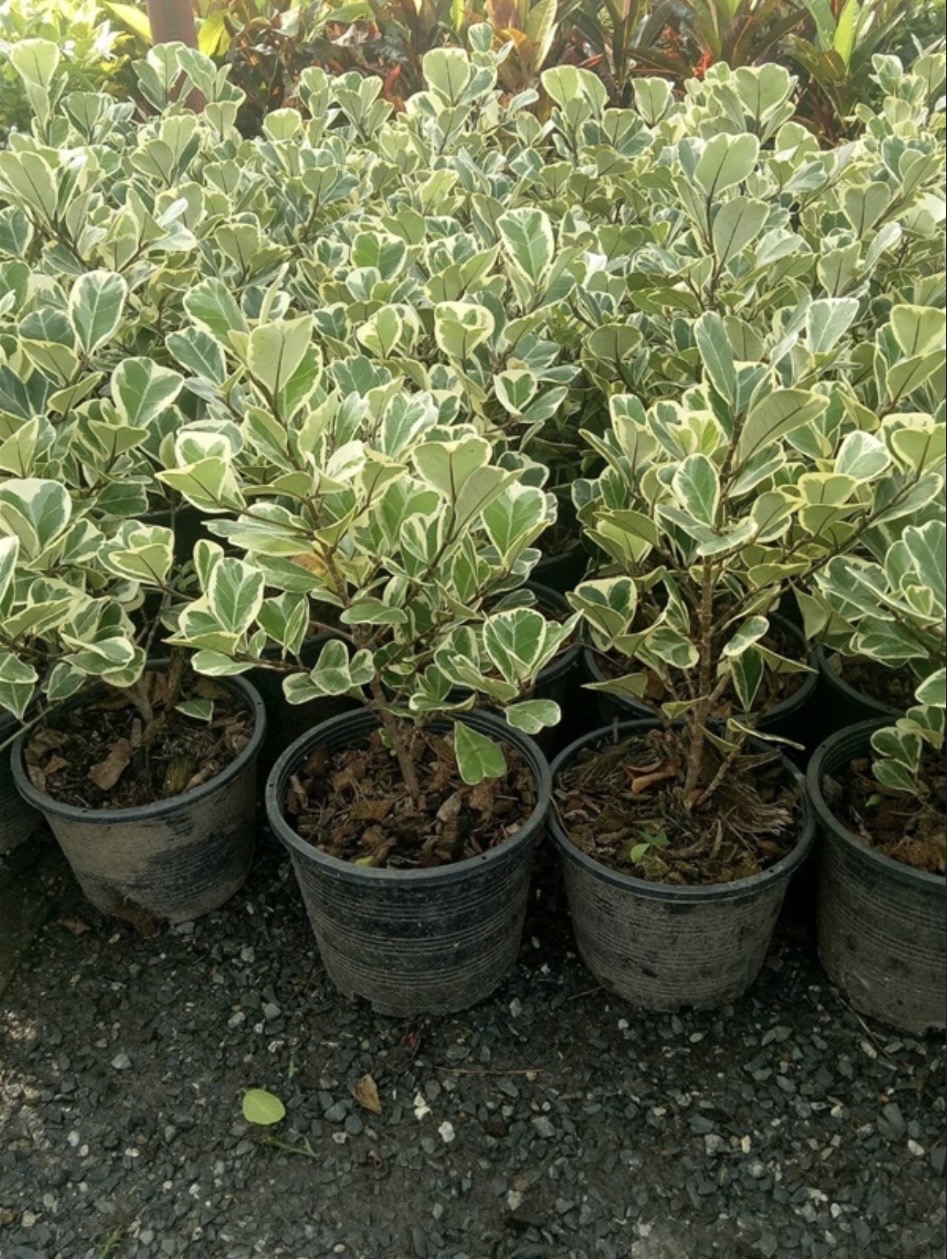 ต้นสาริกาลิ้นทอง แคะ