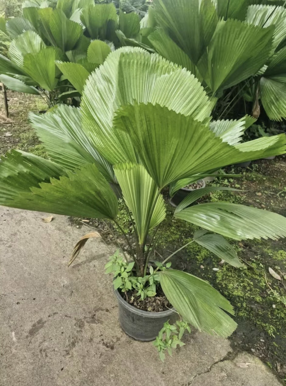 ปาล์มพัก