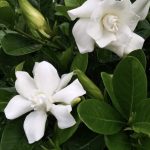 ต้นพุดซ้อน