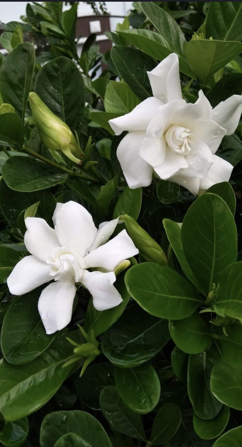 ต้นพุดซ้อน