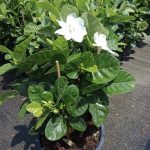 ต้นพุดซ้อน รูปที่ 1