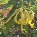 ดอกสะบันงา