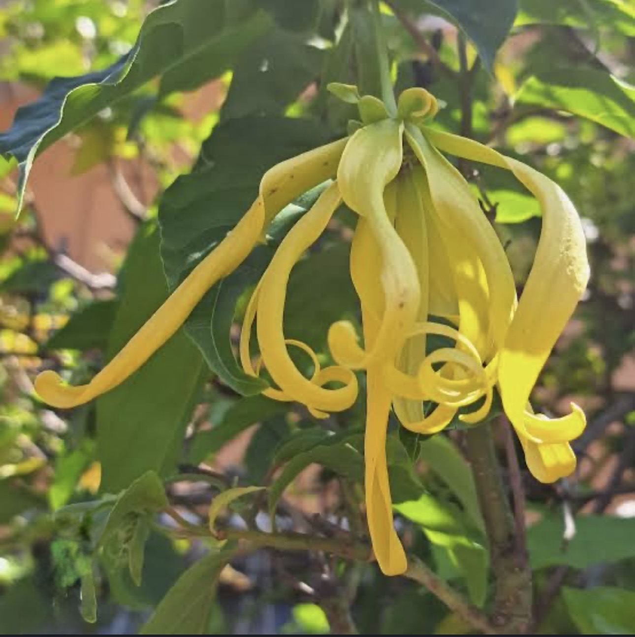 ดอกสะบันงา