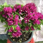 ดอก เฟื่องฟ้า