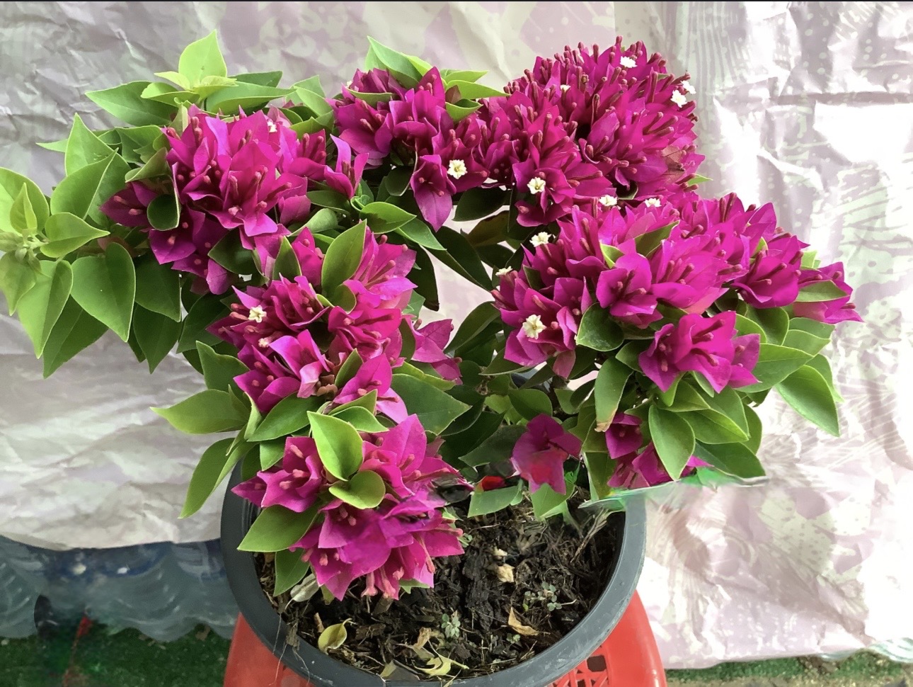 ดอก เฟื่องฟ้า