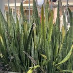 ต้นลิ้นมังกร รูปที่ 1