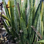 ต้นลิ้นมังกร