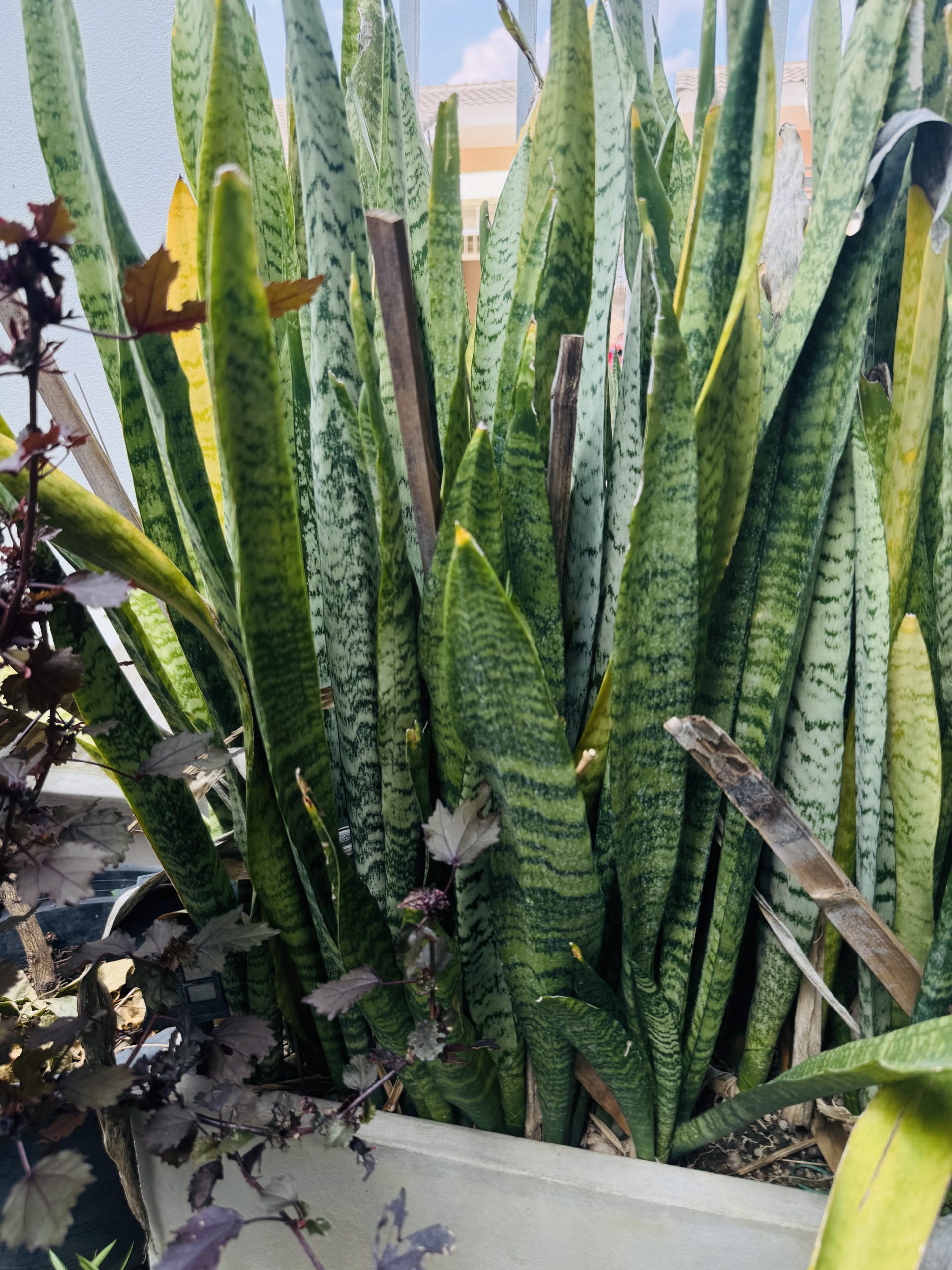 ต้นลิ้นมังกร