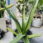 ว่านหางจระเข้ รูปที่ 1