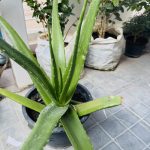 ว่านหางจระเข้