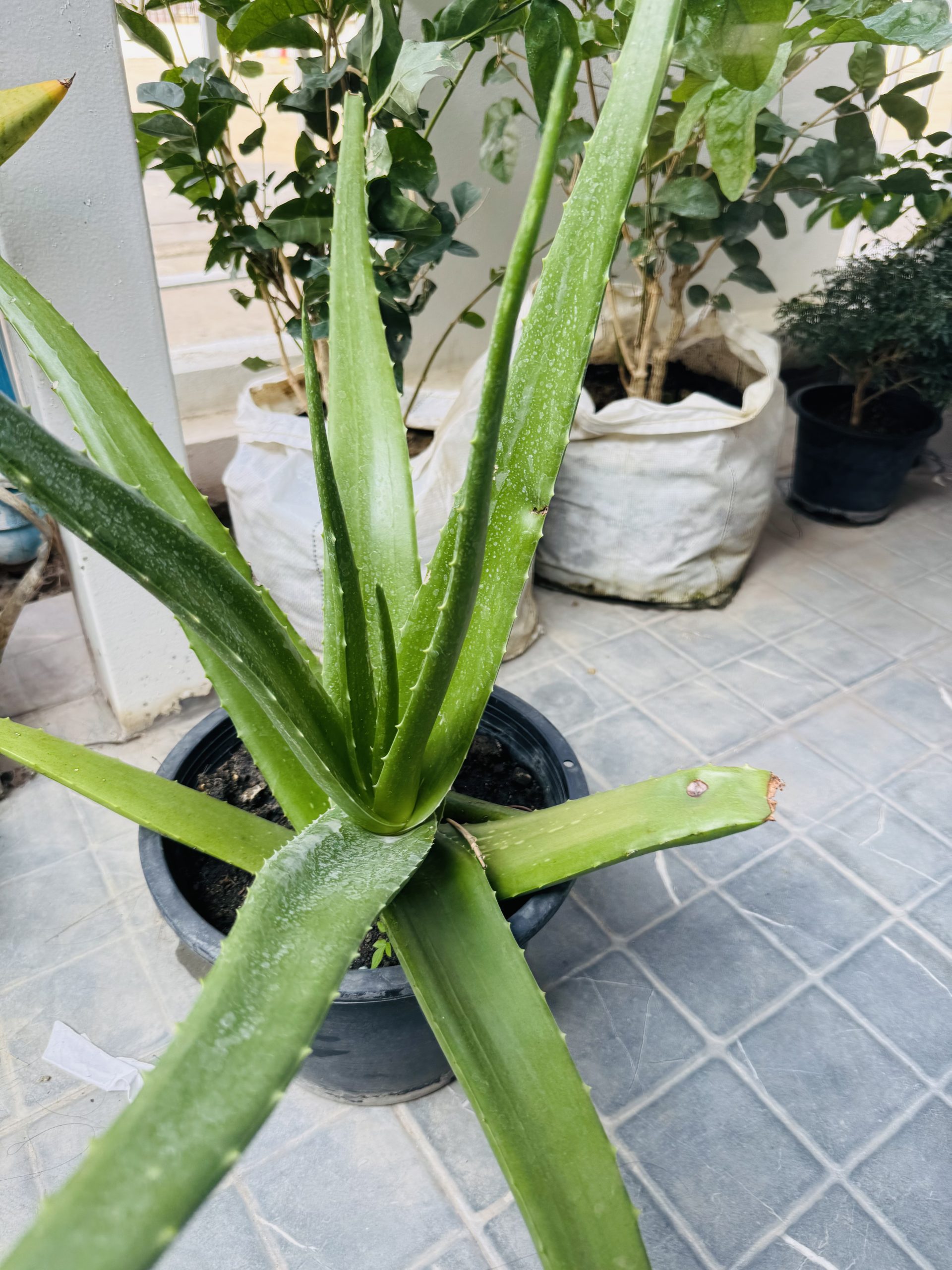 ว่านหางจระเข้