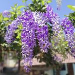 ดอกพวงคราม ออสเตรเลีย