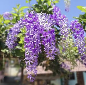 ดอกพวงคราม ออสเตรเลีย