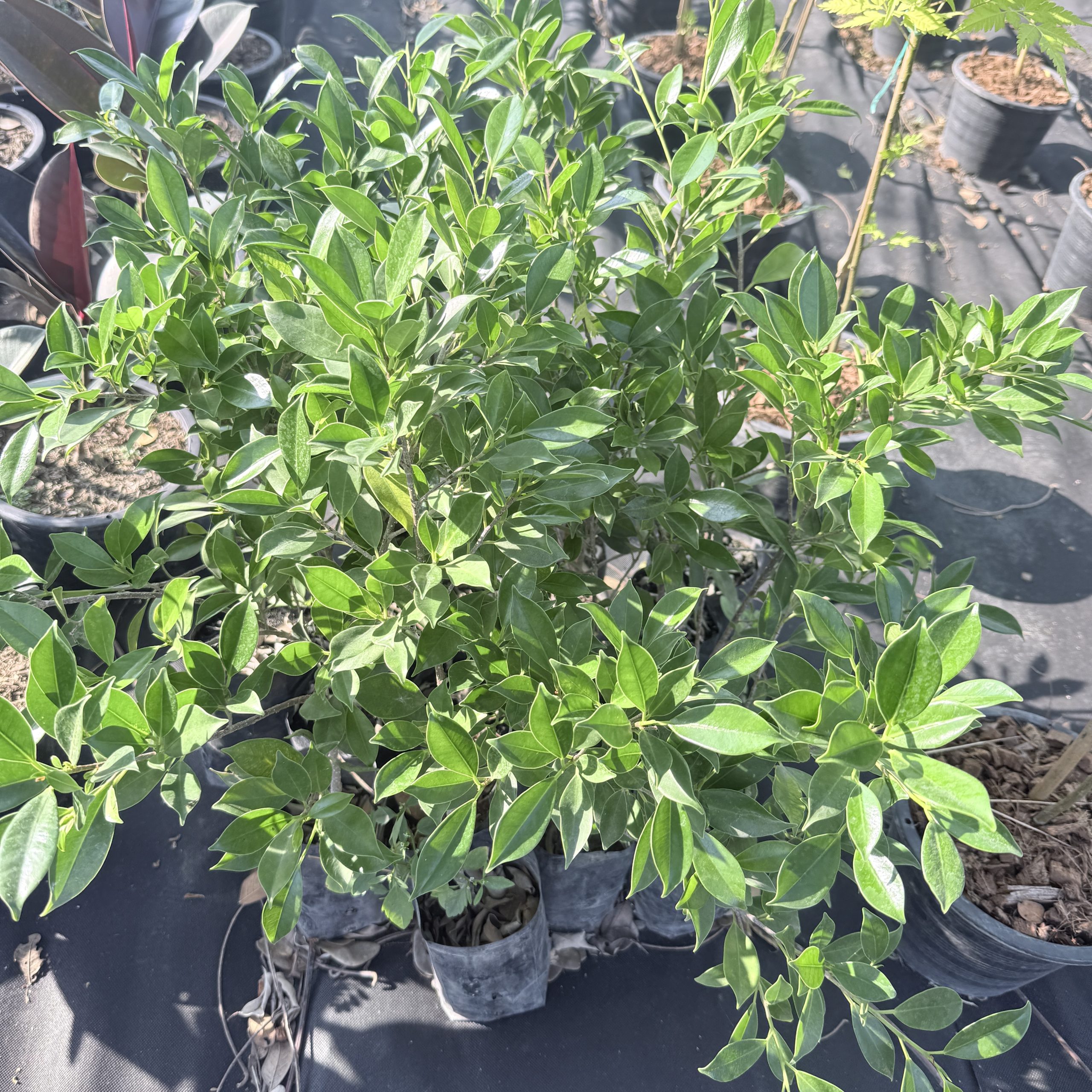 ต้นไทรเกาหลี แต่งรั้ว รอบบ้าน สวยงาม