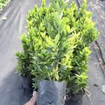 ต้นเข็มสีแดง