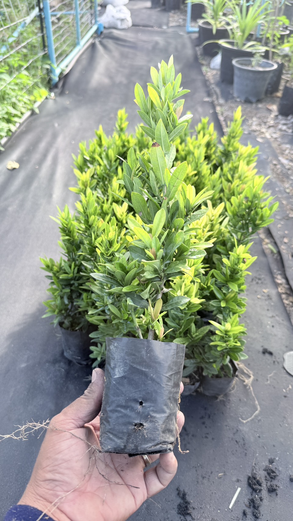 ต้นเข็มสีแดง