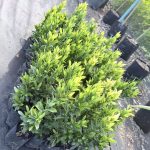 ต้นเข็มสีแดง รูปที่ 4