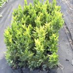 ต้นเข็มสีแดง รูปที่ 3