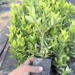 ต้นเข็มสีแดง รูปที่ 2