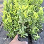 ต้นเข็มสีแดง รูปที่ 1