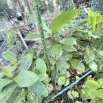 ต้นหูกวาง รูปที่ 4