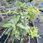 ต้นหูกวาง รูปที่ 7