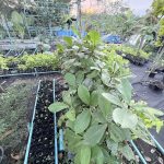 ต้นหูกวาง รูปที่ 9