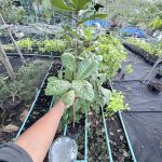 ต้นหูกวาง รูปที่ 6