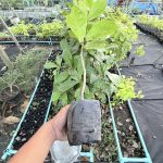 ต้นหูกวาง รูปที่ 2