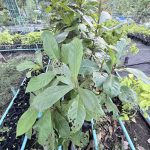 ต้นหูกวาง รูปที่ 8