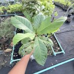 ต้นหูกวาง รูปที่ 5