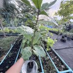 ต้นหูกวาง