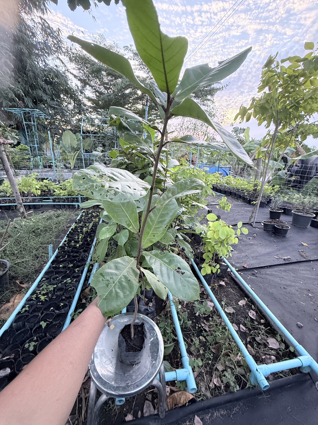 ต้นหูกวาง