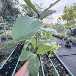 ต้นหูกวาง รูปที่ 1