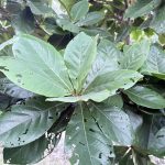 ต้นหูกวาง รูปที่ 3